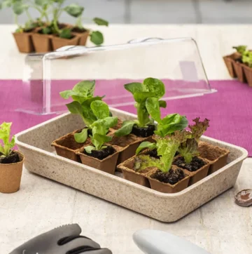 Young leafy seedlings in biodegradable pots arranged in a tray, ready for transplanting under a cloche on a gardening table